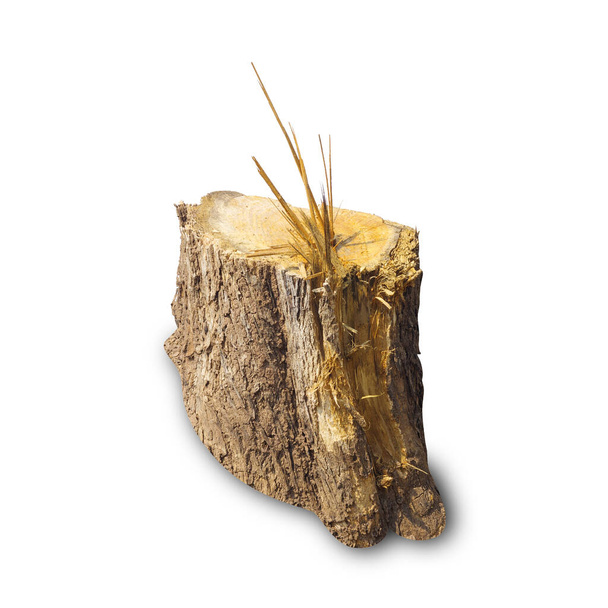 Teak stump isolated on white background with clipping path, The stump of a teak tree that has been cut short. - Photo, Image
