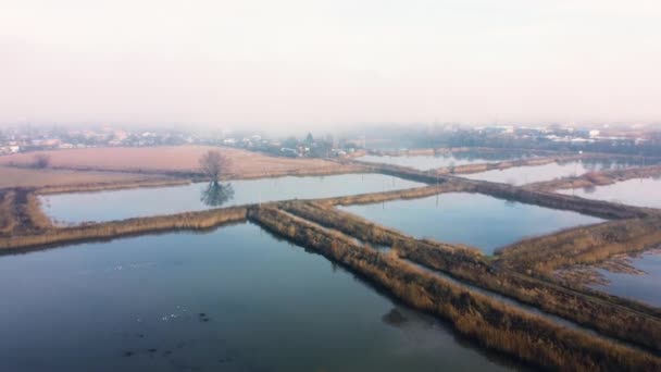 Aerial drone view flight over artificially created lakes for breeding fish and fog from above on autumn day. Industrial fish farming, fisheries. Swamp lake overgrown with dry reeds. Natural background - Filmagem, Vídeo