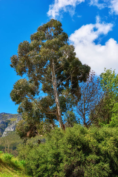 Plants, trees and nature on a mountain, park or field against a cloudy blue sky on a summer day. Remote landscape view of greenery, vegetation and bushes in a natural environment in the countryside. - Photo, Image