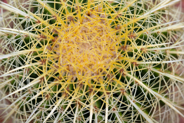 Closeup of echinocactus grusonii golden ball cactus top view - Foto, Bild