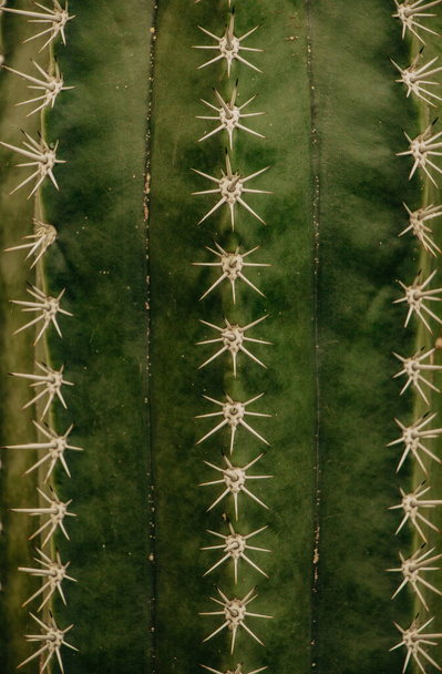 Вертикальный крупный план деталей на поверхности кактуса - Фото, изображение