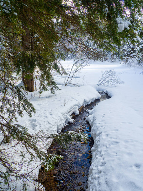Winter forest in the Carpathians, Ukraine. Little stream among the snovy woods near Lake Synevyr. Trees and ground covered in snow. Beautiful nature scenery with spruce trees in snow. - Foto, Imagem