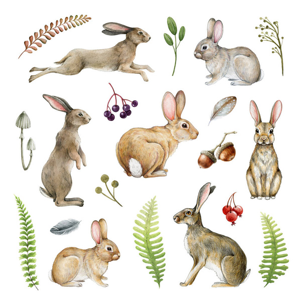 バニー,ウサギの自然の森の要素セット. 水彩イラスト。 さまざまなポーズでバニーとウサギを手描きしました. かわいい現実的なバニーとウサギは,森のフェルン,ベリーをセットしました. ホワイトバック. - 写真・画像