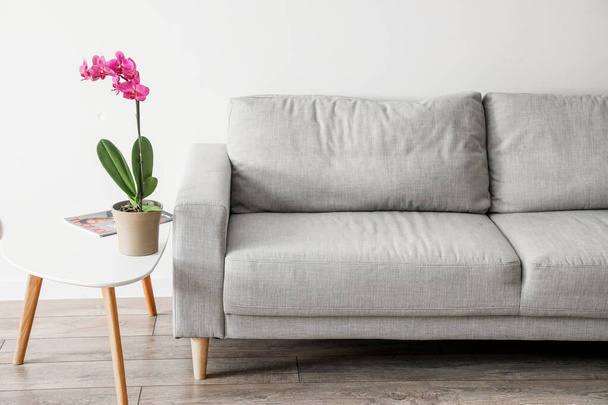 Sofa and beautiful orchid flower on table near white wall - Foto, immagini
