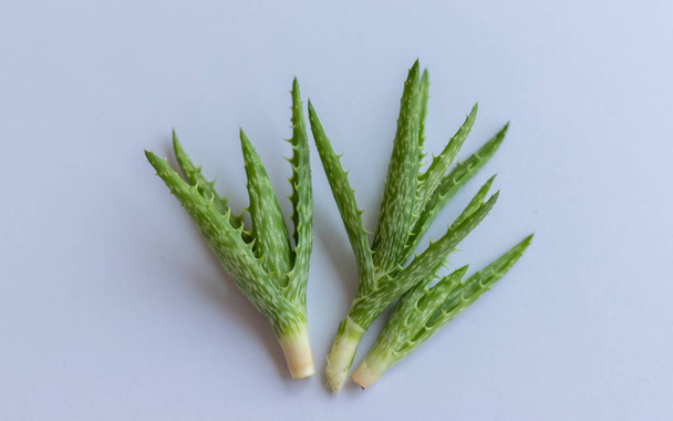 Aloe tiger tooth cuttings on a white isolated background - Foto, Imagen