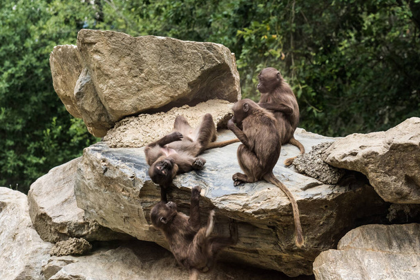 four dear gelada monkeys having fun on a rock in the zoo - Photo, Image