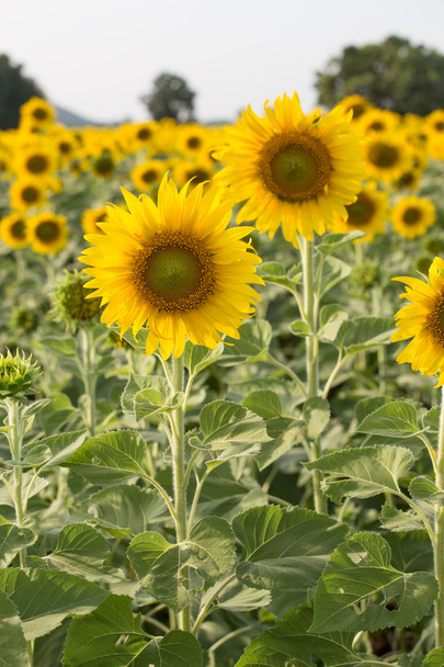 Sonnenblume im Feld  - Foto, Bild