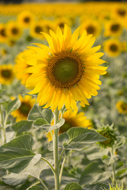 sunflower in field  - Photo, Image