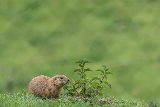 little dear prairie dog sits near a stinging nettle on green meadow - Photo, Image