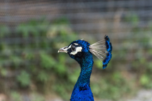 portrait from a colorful peacock in a zoo - 写真・画像
