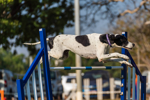 Dog agility competition at the Royal Darwin Show 2022, Australia. - Foto, afbeelding