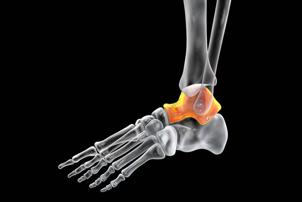 Talus bone of the foot, astragalus or ankle bone, one of the tarsal foot bones. Human foot anatomy. 3D illustration - Foto, Bild