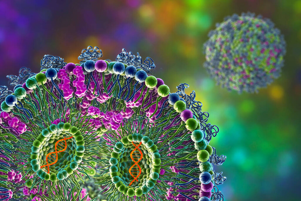 Szczepionka mRNA przeciwko lipidowej nanocząsteczce, stosowana przeciwko Covid-19 i grypie. Ilustracja 3D pokazująca przekrój nanocząsteczki lipidowej przenoszącej mRNA wirusa (pomarańczowy) - Zdjęcie, obraz