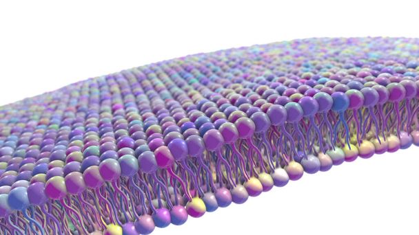Клітинна мембрана, фосфоліпід двошаровий, наукова 3D ілюстрація
 - Фото, зображення