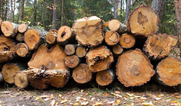 Σωρός κορμών ξύλου έτοιμος για το χειμώνα - Φωτογραφία, εικόνα