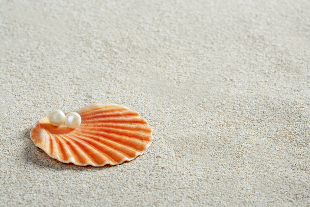 Beach white sand pearl shell clam macro - Fotoğraf, Görsel