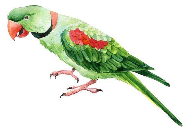 Set of parrots on a white isolated background, watercolor illustration, hand drawing, tropical birds. High quality illustration - 写真・画像