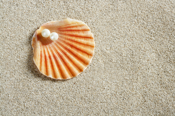 Beach white sand pearl shell clam macro - Photo, image