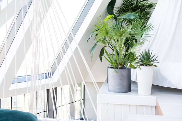houseplants, palm trees in the interior. - Foto, Imagen