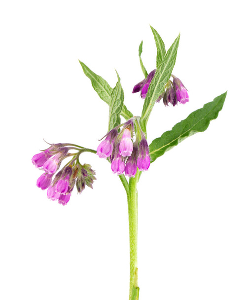 Comfrey bush with flowers, isolated on white background. Symphytum officinale plant. Herbal medicine. Clipping path - Zdjęcie, obraz
