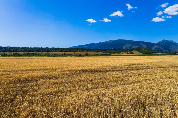 Ripening ears of meadow wheat field. Gold wheat field on mountains background. - Fotoğraf, Görsel