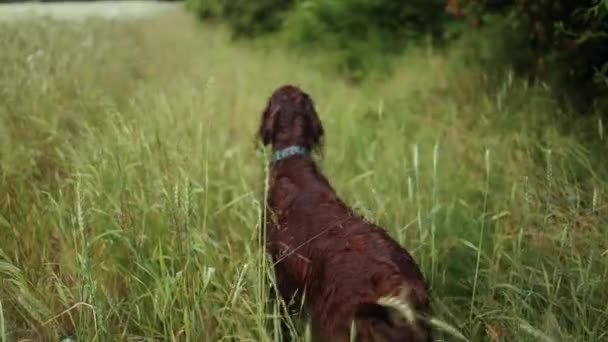 Wet happy red pedigreed Irish Setter dog running through a field of wheat. High quality FullHD footage - 映像、動画