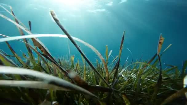 приголомшливий вид через морські водорості під водою
  - Кадри, відео