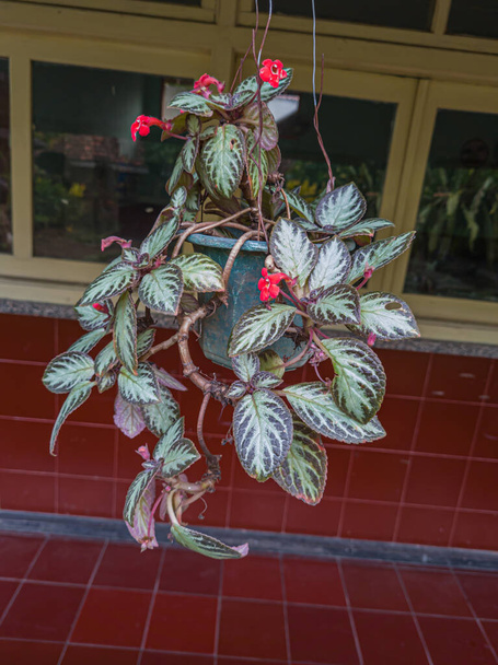 Episcia cupreata plant with brown leaves and red flowers - Photo, image