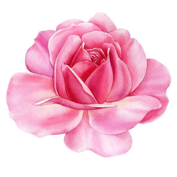 Light pink roses on white background. Rose, watercolor botanical illustration. High quality illustration - Fotoğraf, Görsel