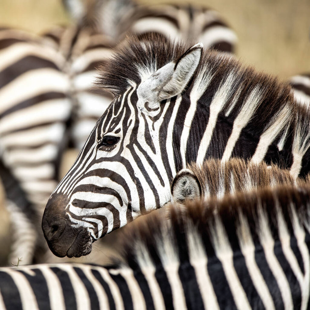 Plains, or common zebra, Equus Quagga, standing in in a small herd in the Masai Mara, Kenya. Side view of face. - Foto, imagen