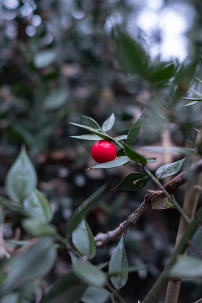 Red globose berry of Ruscus hypoglossum shrub. Ruscus hypoglossum for Christmas decorations. - Fotoğraf, Görsel
