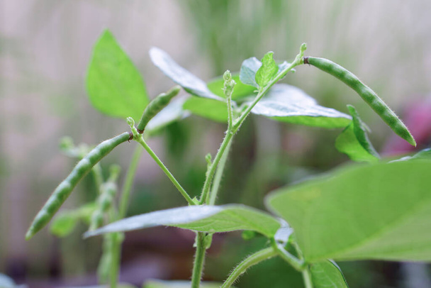 Mung Bean pod is a plant in the legume family. - Valokuva, kuva