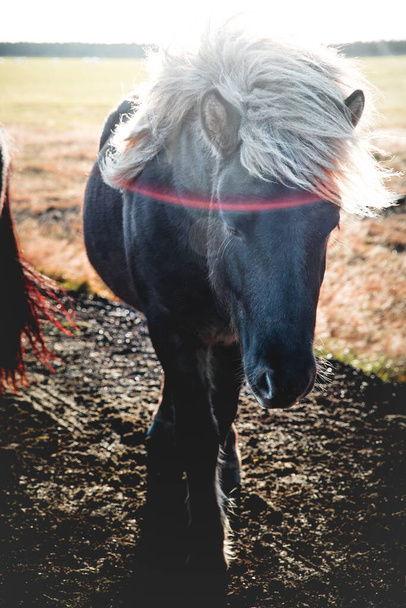 A vertical shot of an Icelandic horse in the field in Iceland - Zdjęcie, obraz