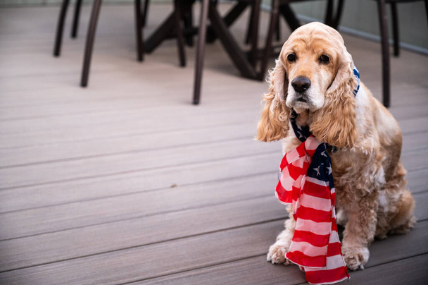 A cute English Cocker Spaniel dog with an American flag - Foto, Imagem