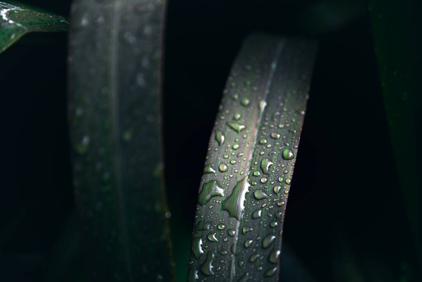 Un enfoque selectivo de las hojas con gotas de agua - Foto, Imagen