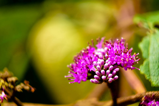 Tiny violet flowers of Callicarpa macrophylla, a species of beautyberry from Western Ghats, selective focus - 写真・画像
