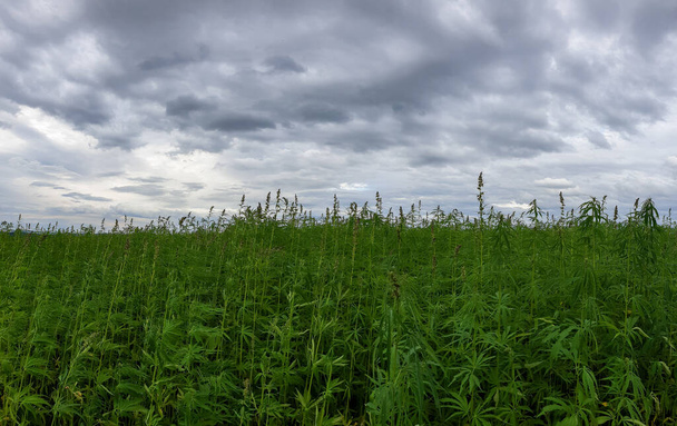 Una vista panorámica de un campo abierto verde bajo un cielo azul nublado en un día nublado - Foto, Imagen