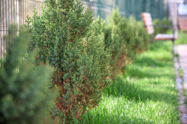 Skyrocket Junipers hedges as house green fence from street side. - Photo, Image