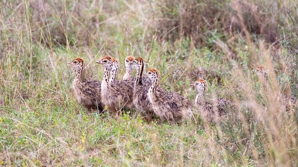 Выводка страусиных цыплят, Струтио Камелус, спрятана в длинной траве Национального парка Найроби, Кения
.  - Фото, изображение