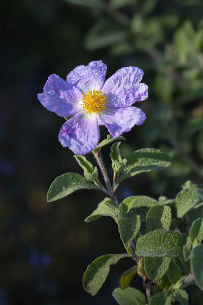 A pink rock rose, with its wrinkled pink petals and yellow stamens, in the sunlight. - Foto, immagini