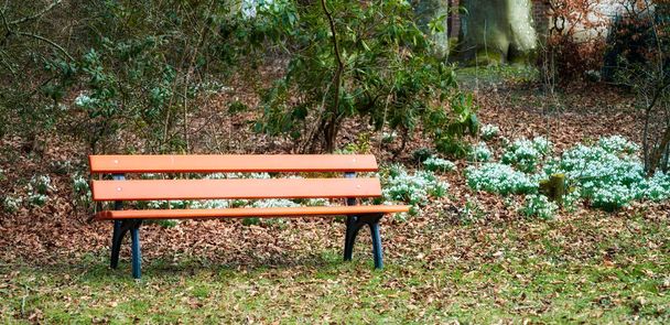 Bench and Common snowdrop - Galanthus nivalis. - Фото, изображение