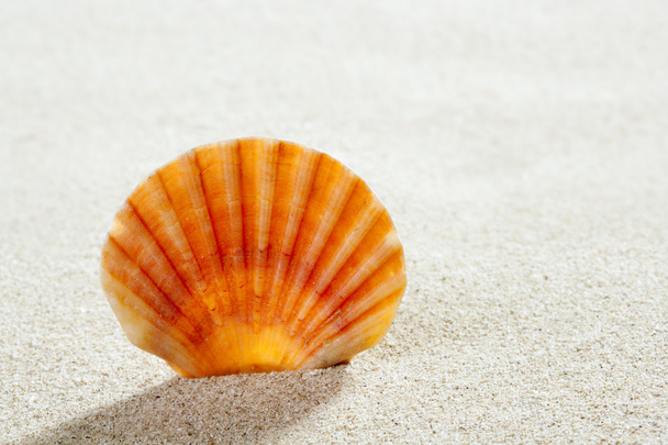 piasek plaża powłoki tropikalny idealnym miejscem na letnie wakacje - Zdjęcie, obraz