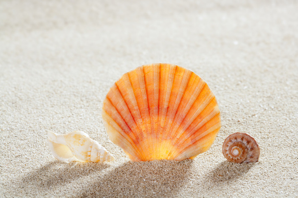 Beach sand shell tropical perfect summer vacation - Fotoğraf, Görsel
