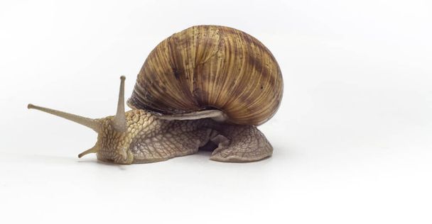 close-up of a snail, the shell of the young, isolated on white background - Φωτογραφία, εικόνα