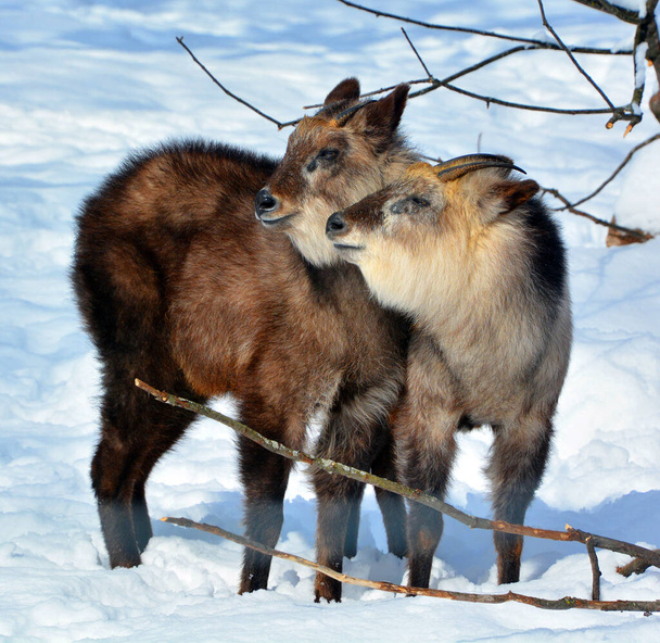 Japoński serow Capricornis Crispus jest japońską kozią antylopą, równym ssakiem kopytnym. Występuje w gęstym lesie w Japonii, głównie w północnej i środkowej Honshu. - Zdjęcie, obraz
