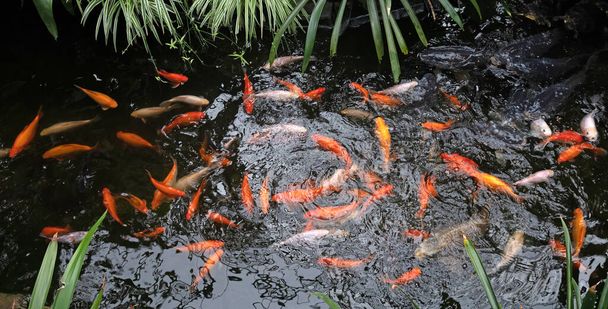 Koi Karp in a pond, busy during feeding time, many fish - Photo, image