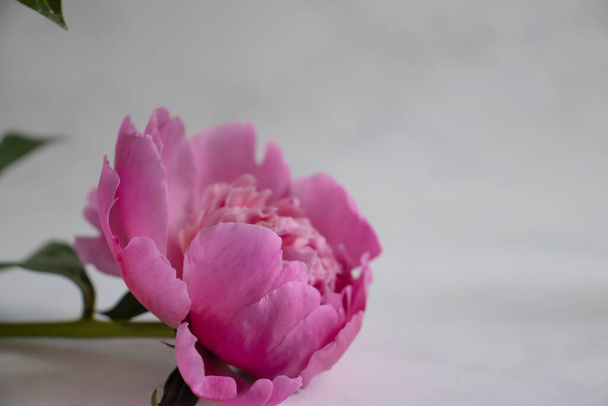 Beautiful peony flower on light frame background - Photo, Image