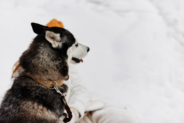 портрет женщины в зимней одежде выгуливающей собаку в снежном стиле жизни. Высокое качество фото - Фото, изображение