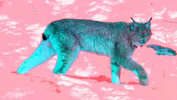 Podpis Lynx ilustrace pop-art ikona na pozadí s barevnými skvrnami - Fotografie, Obrázek