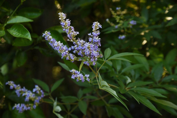 Chaste tree flowers.Lamiaceae deciduous shrub.Herbs. Lip-shaped pale purple florets bloom in spikes from July to September. - Photo, Image